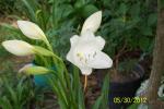White crinum lilly