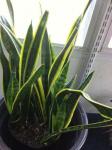 Snake plant