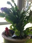 Christmas cactus