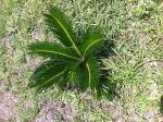 saw palmetto