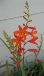 Crocosmia