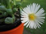 fenestraria aurantiaca-baby toes