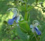 Blue Butterfly Bush