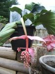 Medinilla magnifica  (Showy Medinilla) 