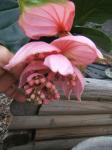 Medinilla magnifica  (Showy Medinilla) 