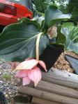 Medinilla magnifica  (Showy Medinilla) 