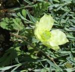 Papaver nudicaule