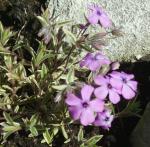 Phlox amoena 'Variegata'