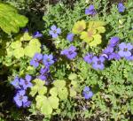 Aubretia and Aquilegia