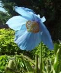 Meconopsis "Lingholm"