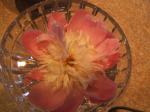 Peony in crystal bowl
