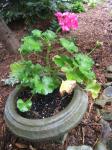 geranium on stone pot