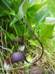 Arisarum proboscideum - mouse plant