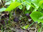 Arisarum proboscideum - mouse plant