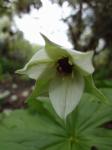 Trillium sulcatum