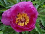 Paeonia - don't know which