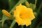 Daylily Stella