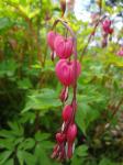 Lamprocapnos spectabilis (Dicentra spectabilis)