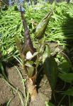 Arisaema sikokianum