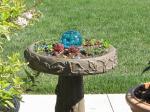 bird bath planter