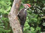 Pileated, male.