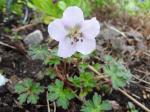 Mini-geranium