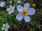 Anemone trullifolia, blue