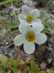 Anemone trullifolia, white