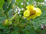 Paeonia lutea