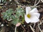 Oxalis "White Cloud"