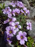 Oxalis "Ione Hecker"