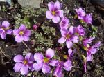 Oxalis "Rubin"