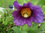 Meconopsis "Hensol Violet"