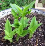 Pineapple Lilies