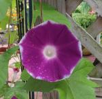 Picotee red morning glory