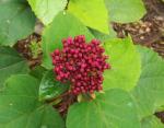 Mexican Hydrangia Buds (Rose Glory)