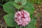 Mexican Hydrangia Bloom