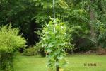 Birdhouse gourds. They are a least 10 ft. tall and loaded with gourds.