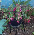 Fuchsia in the shade bed