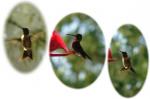 Hummingbirds coming into feed