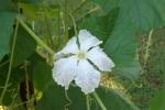 Lacy looking bloom from birdhouse gourds. They remind me of poinsettias