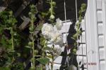 White Hollyhocks