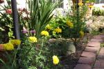 Bon Bon Marigolds. Blooms are about 3 inches across.