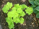 Heuchera  "Citronelle"