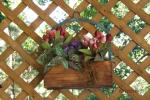 Robin nested in flower box