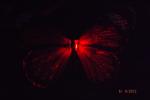 Fiber optic butterfly.