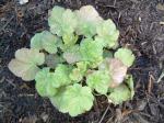 Heuchera "Miracle"