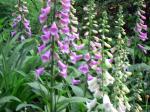 last fall, I shook a seed stalk of foxglove here & look at what I got!