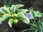 Hosta, don't know which one