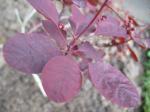 cotinus coggyrgria 'royal purple' 